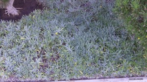 Gazania rigens